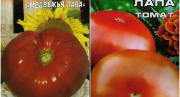 Charakteristika a popis odrůdy rajčat medvědí tlapa, její výnos